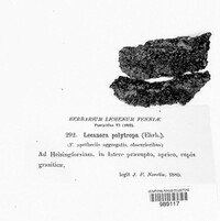 Lecanora alpigena image